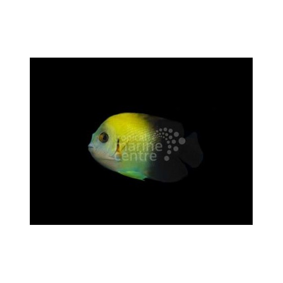 Oase AquaOxy 1000