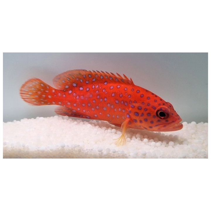 Cephalophalis miniata - Miniatus Grouper