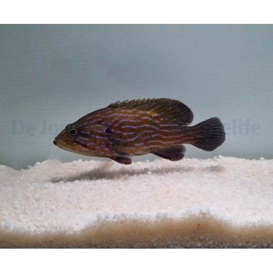 Cephalopholis formosa - Blue Stripe Grouper