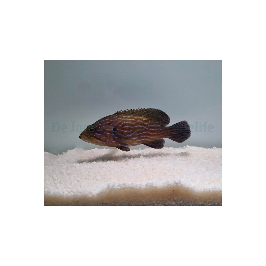 Cephalopholis formosa - Blue Stripe Grouper