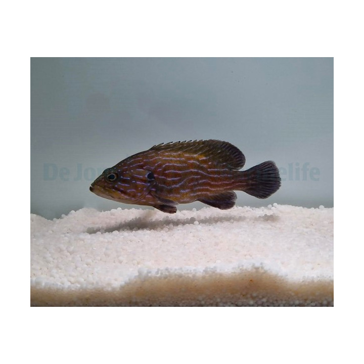 Cephalopholis formosa - Blue Stripe Grouper