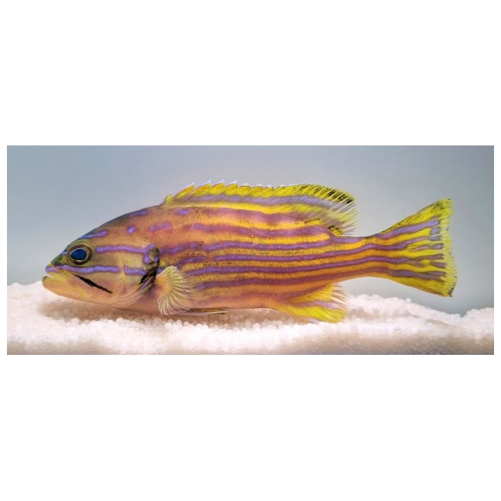Cephalopholis polleni - Polleni Grouper