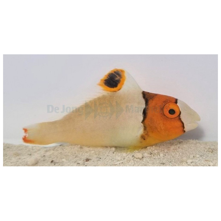 Cetoscarus bicolor - Clown Parrot