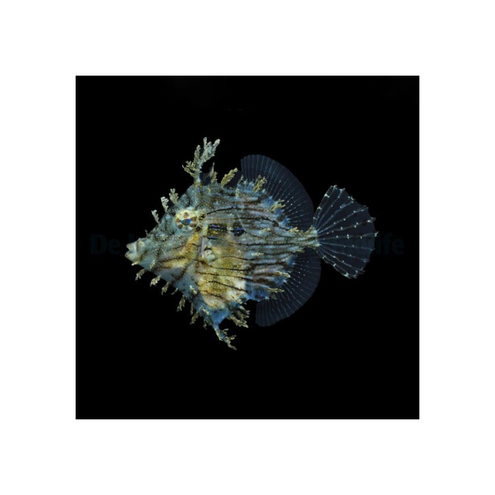 Chaetodermis pencilligerus - Risuviilakala -