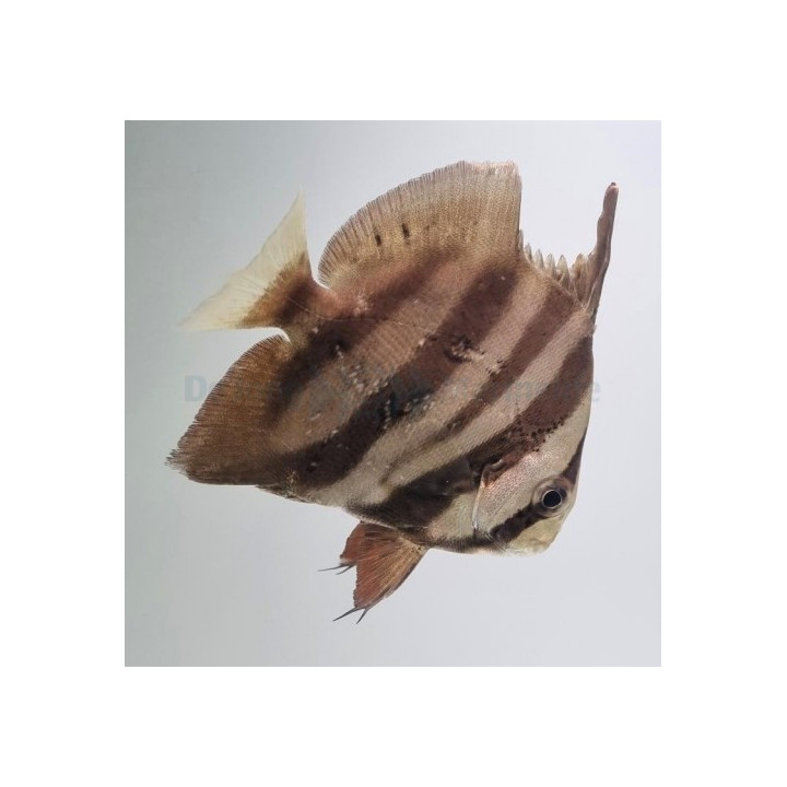 Chaetodipterus faber - Spade Fish