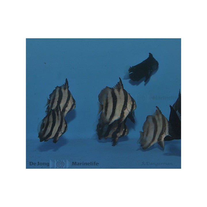 Chaetodipterus faber - Spade Fish - viljelty