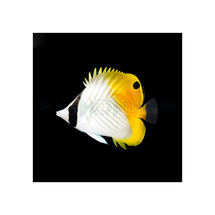 Chaetodon auriga - Lankaeväperhokala