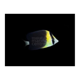 Chaetodon blackburnii - Sädeperhokala