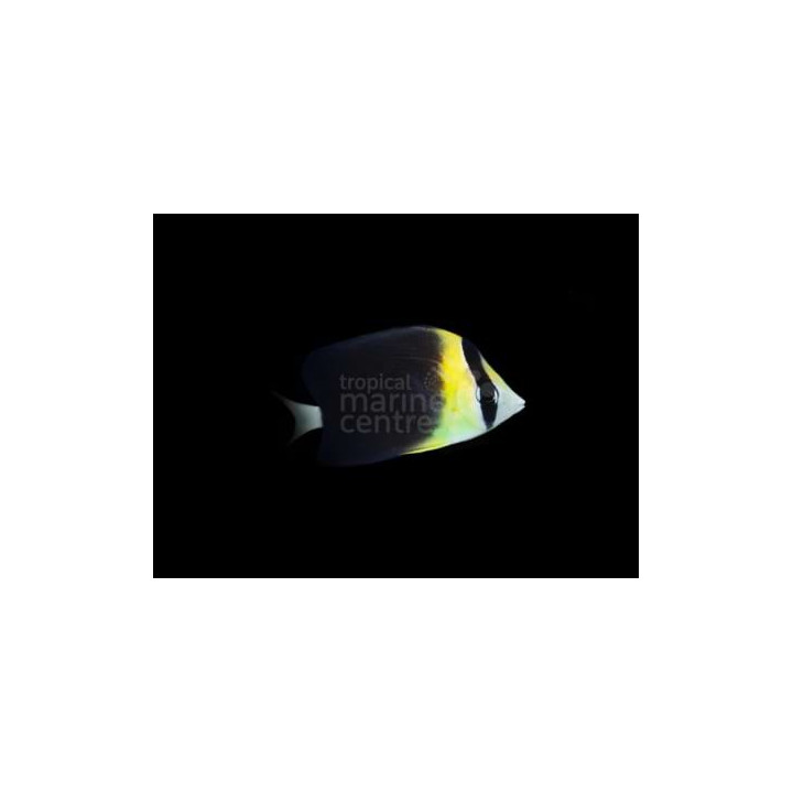 Chaetodon blackburnii - Sädeperhokala