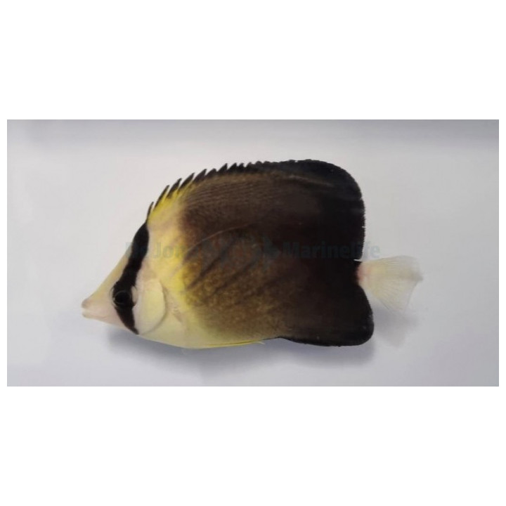 Chaetodon blackburnii - Sädeperhokala