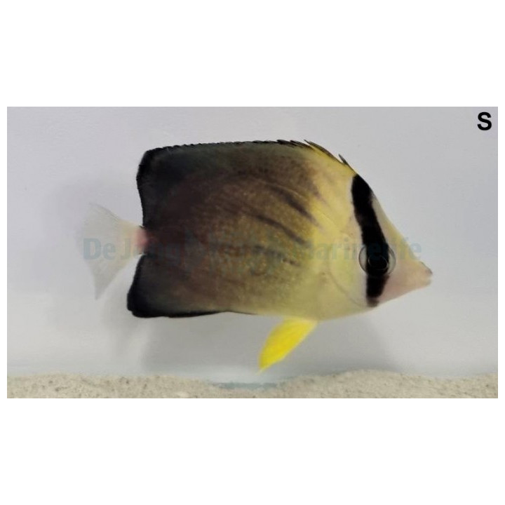 Chaetodon blackburnii - Sädeperhokala