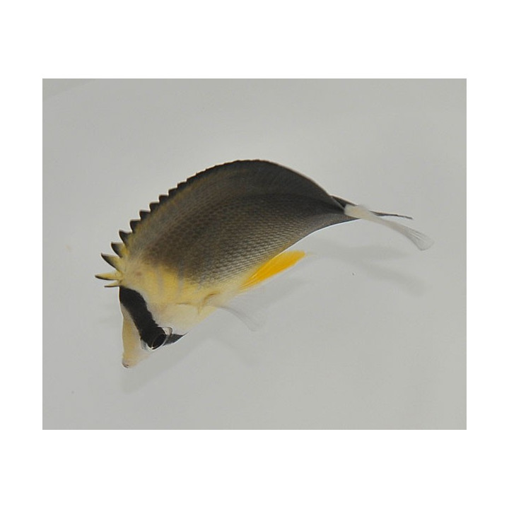 Chaetodon blackburnii - Sädeperhokala