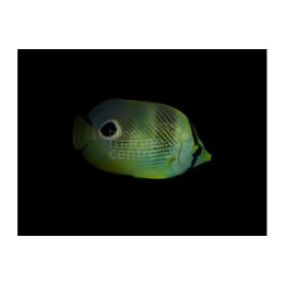Chaetodon capistratus , Nelisilmäperhokala