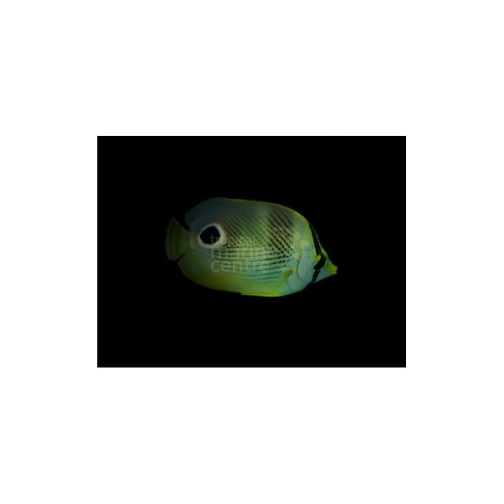Chaetodon capistratus , Nelisilmäperhokala