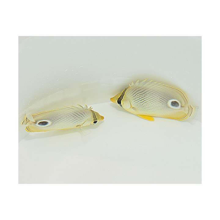 Chaetodon capistratus , Nelisilmäperhokala