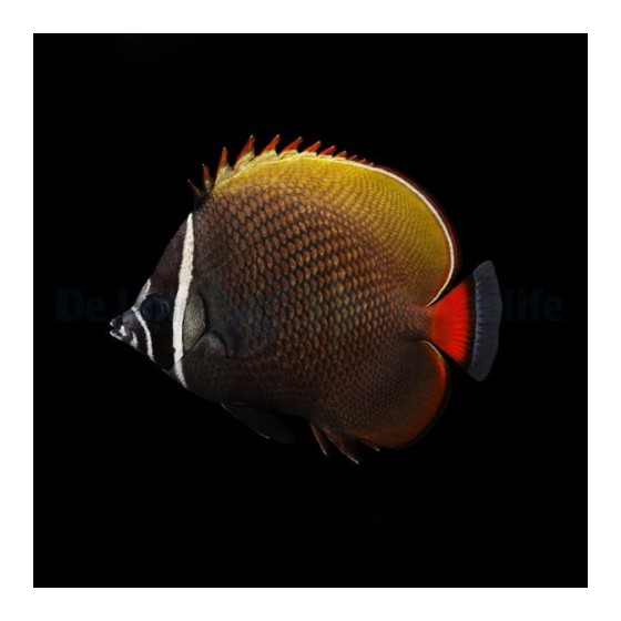 Chaetodon collare , Kaulusperhokala