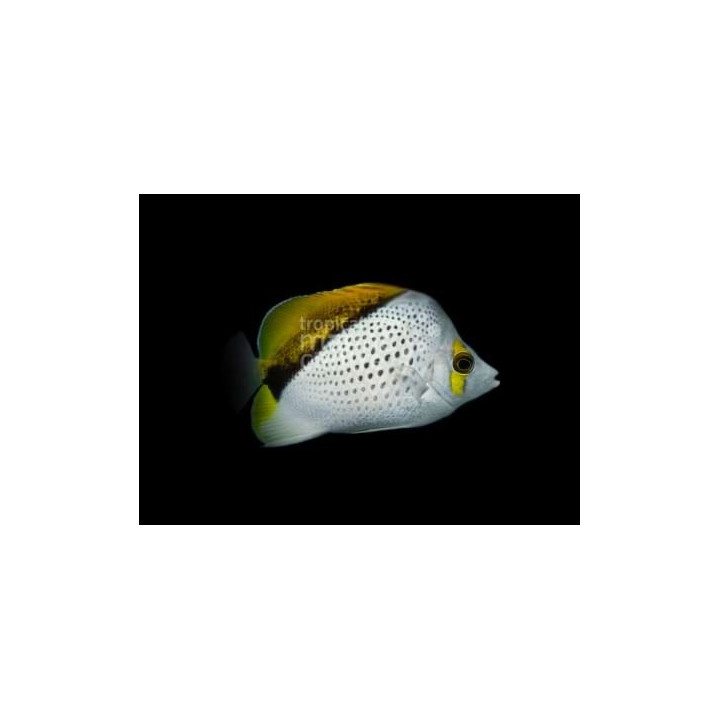 Chaetodon declivis , Oranssiperhokala -