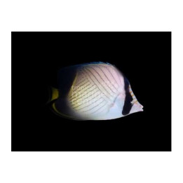 Chaetodon decussatus - Hämyperhokala