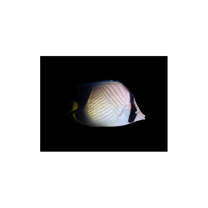 Chaetodon decussatus - Hämyperhokala