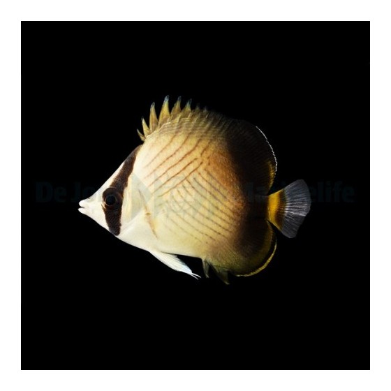 Chaetodon decussatus - Hämyperhokala