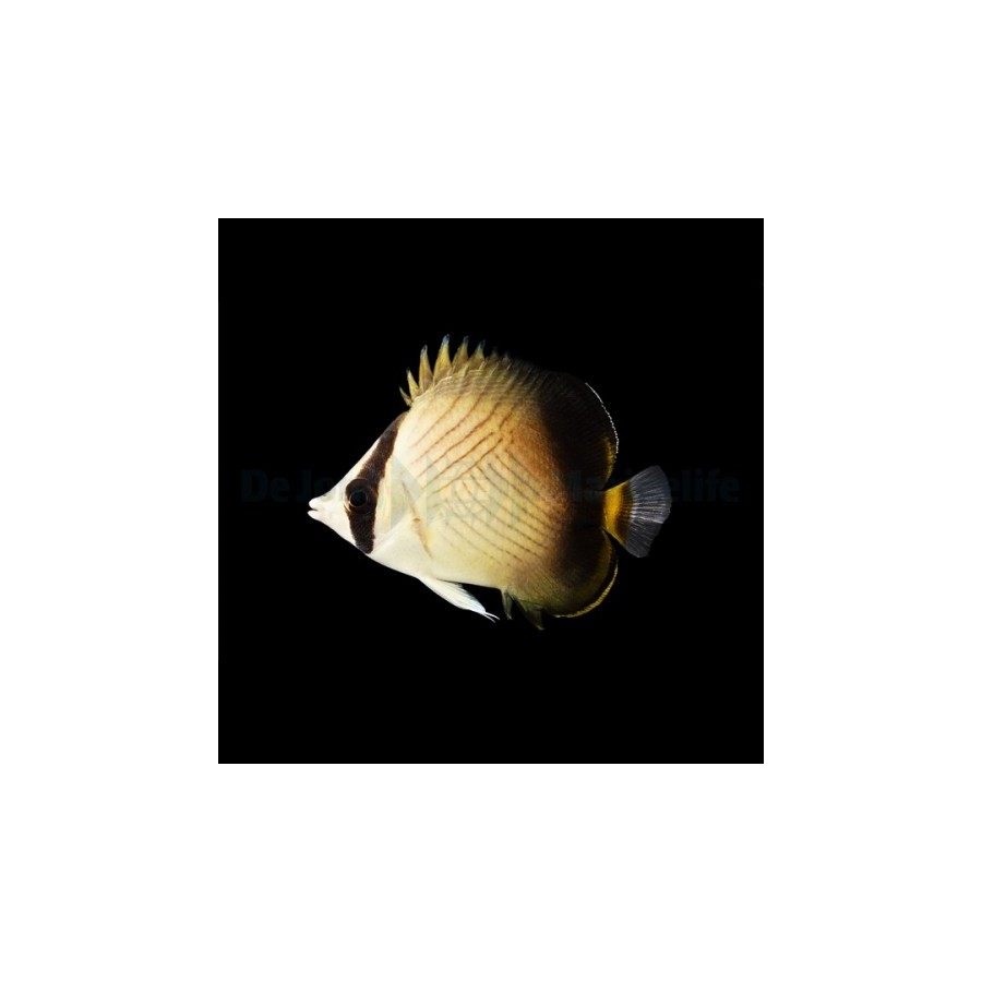 Chaetodon decussatus - Hämyperhokala