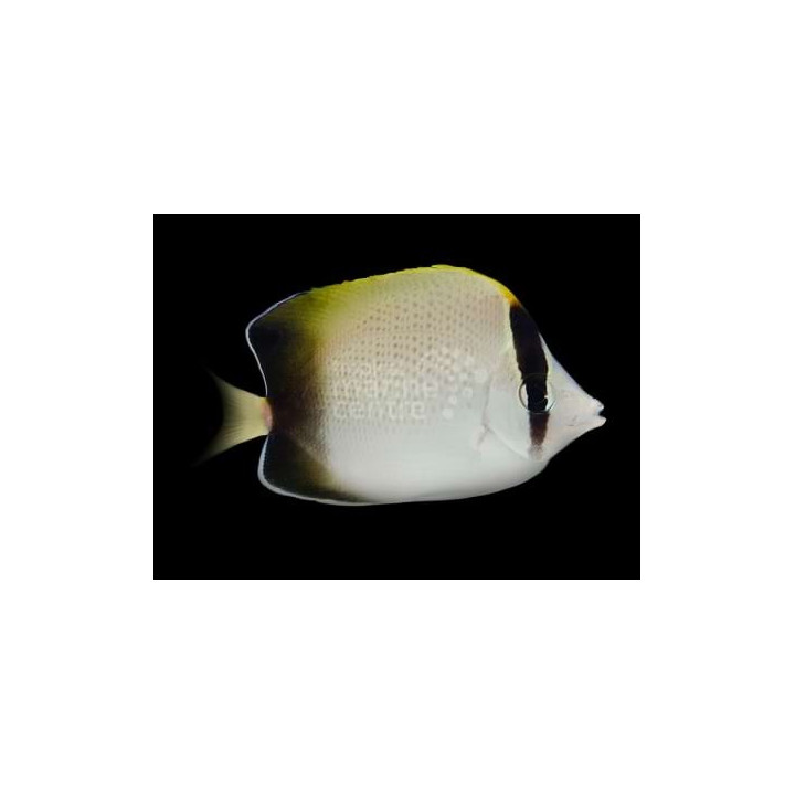 Chaetodon dolosus - Häiveperhokala