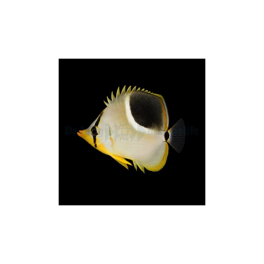 Chaetodon ephippium - Satulaperhokala