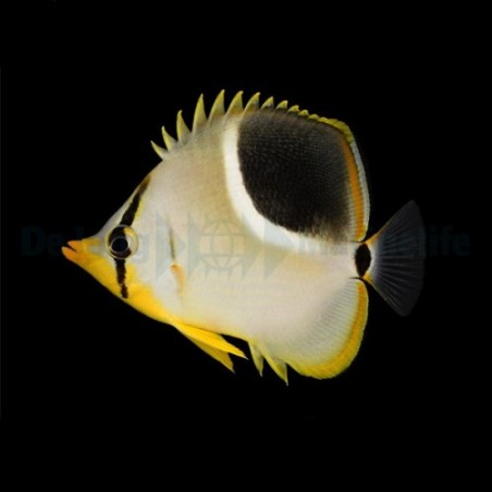 Chaetodon ephippium - Satulaperhokala