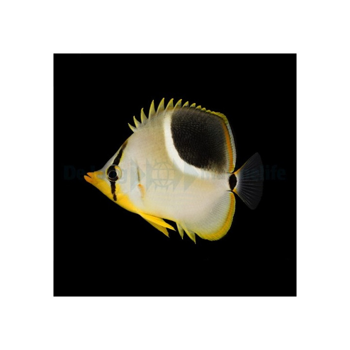 Chaetodon ephippium - Satulaperhokala