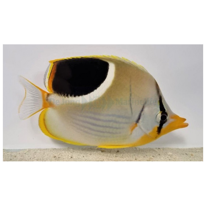 Chaetodon ephippium - Satulaperhokala