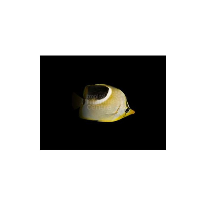 Chaetodon ephippium - Satulaperhokala