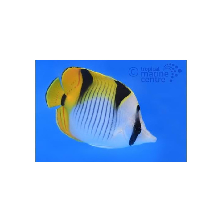 Chaetodon falcula , Kiilaperhokala