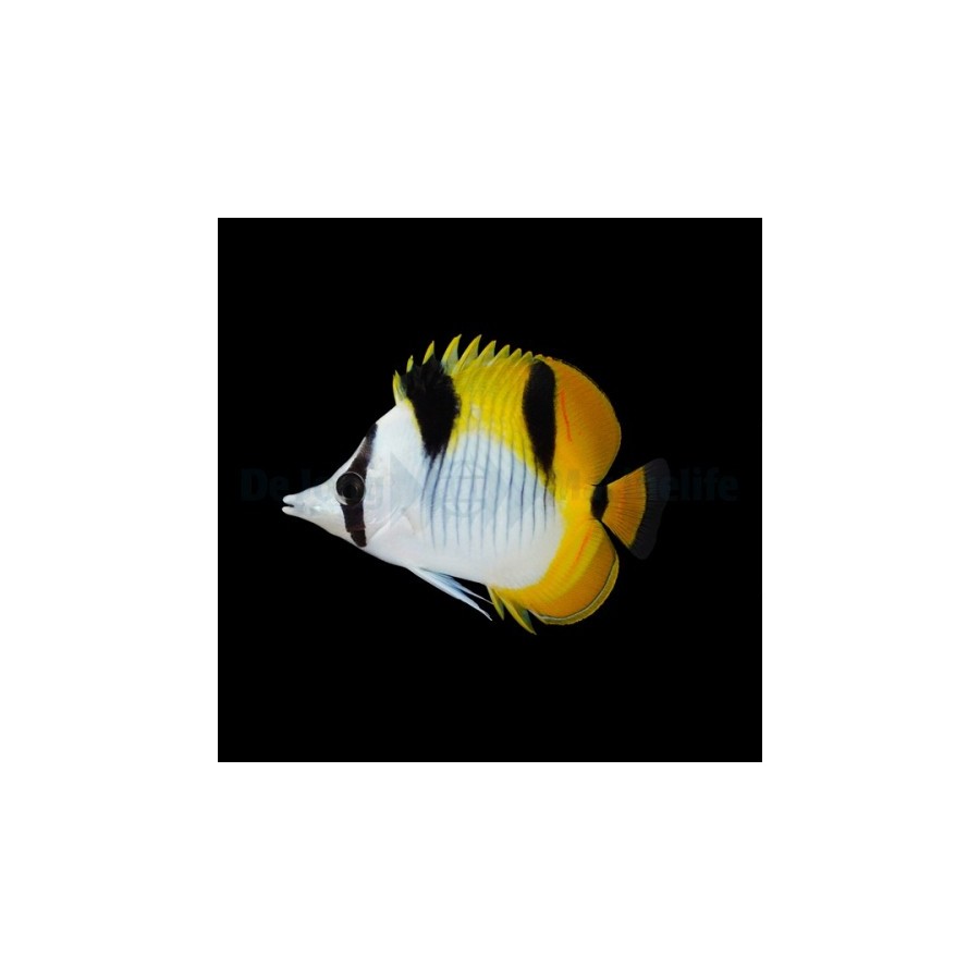 Chaetodon falcula , Kiilaperhokala