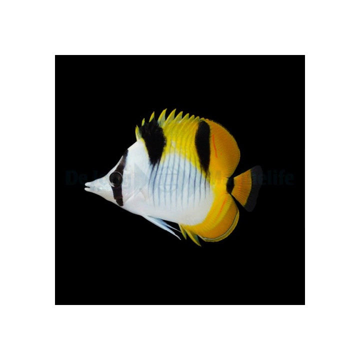 Chaetodon falcula , Kiilaperhokala