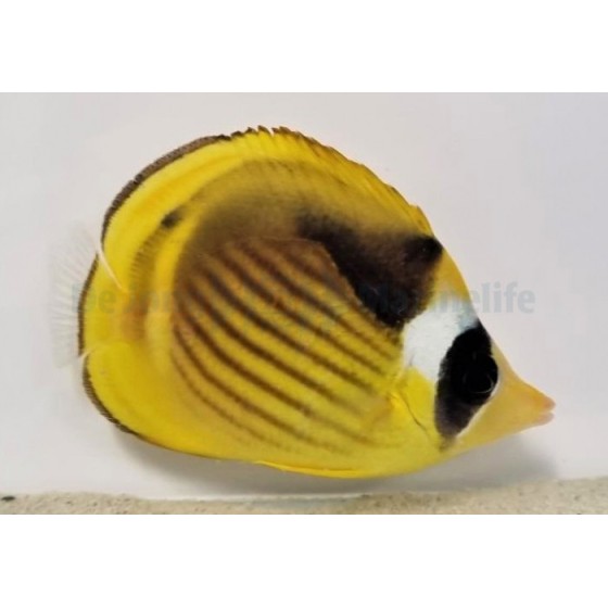 Chaetodon fasciatus , Vinojuovaperhokala