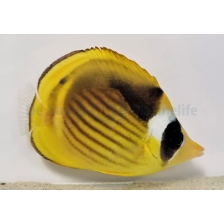 Chaetodon fasciatus , Vinojuovaperhokala