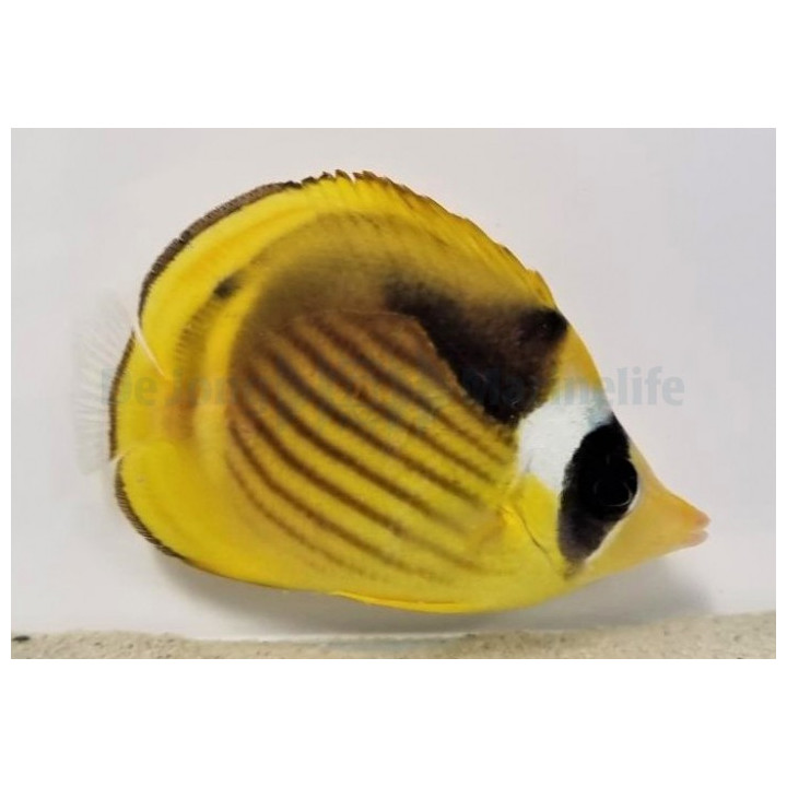 Chaetodon fasciatus , Vinojuovaperhokala