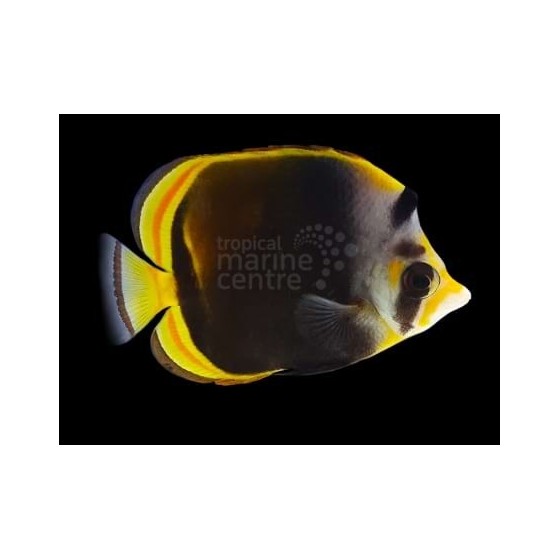 Chaetodon flavirostris , Mustaperhokala