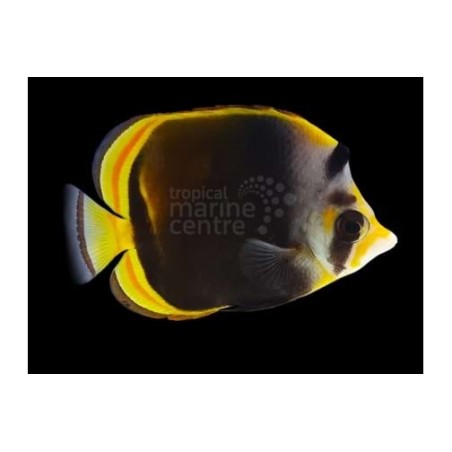 Chaetodon flavirostris , Mustaperhokala