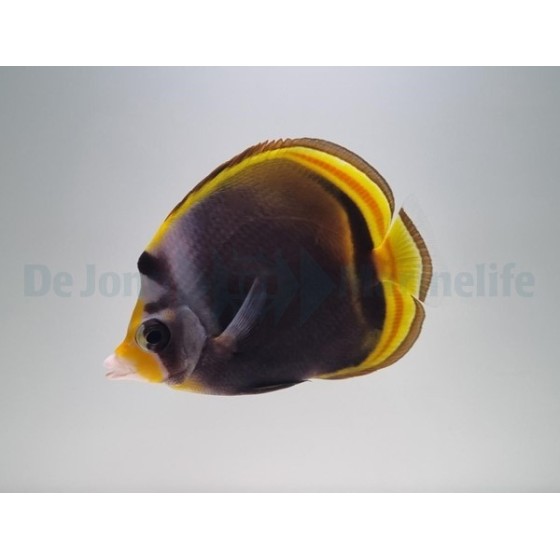 Chaetodon flavirostris , Mustaperhokala