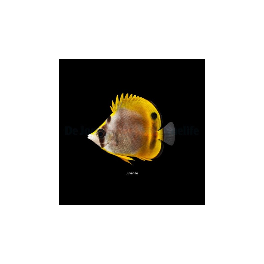 Chaetodon flavirostris , Mustaperhokala