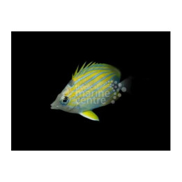 Chaetodon fremblii , Sinijuovaperhokala