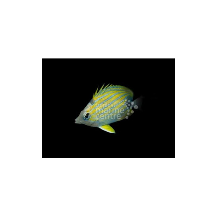 Chaetodon fremblii , Sinijuovaperhokala