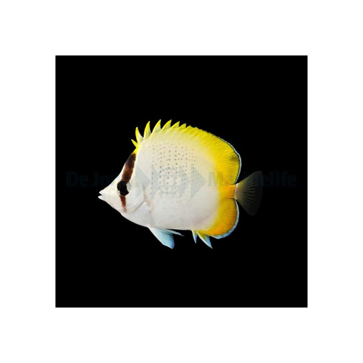 Chaetodon guentheri , Virkkuuperhokala