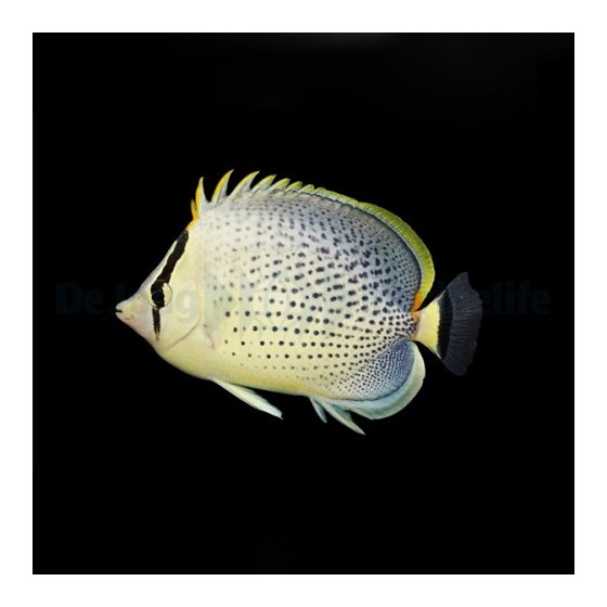 Chaetodon guttatissimus - Pippuriperhokala