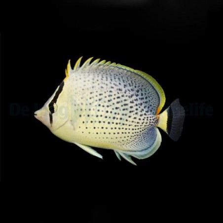 Chaetodon guttatissimus - Pippuriperhokala