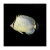 Chaetodon guttatissimus - Pippuriperhokala