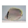 Chaetodon guttatissimus - Pippuriperhokala