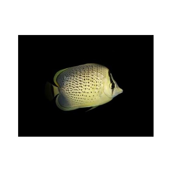 Chaetodon guttatissimus - Pippuriperhokala