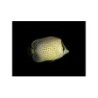 Chaetodon guttatissimus - Pippuriperhokala